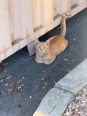 Found Cat in Fresno