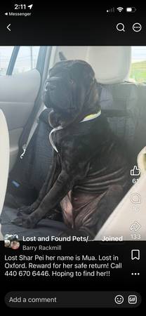 Lost Dog in Oxford