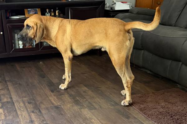 Found Dog in High Springs