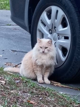 Lost cat