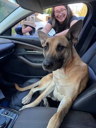 Found Dog in Groveland
