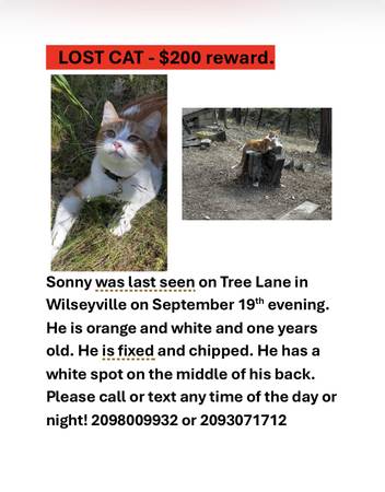 Lost Cat in Wilseyville