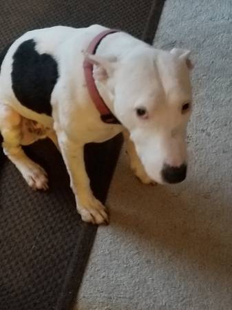 Lost Dog in Grass Valley