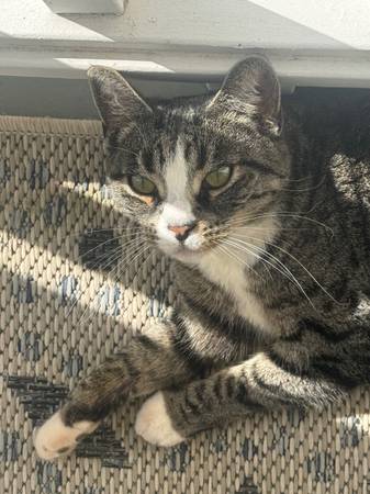 Lost Cat in North San Juan