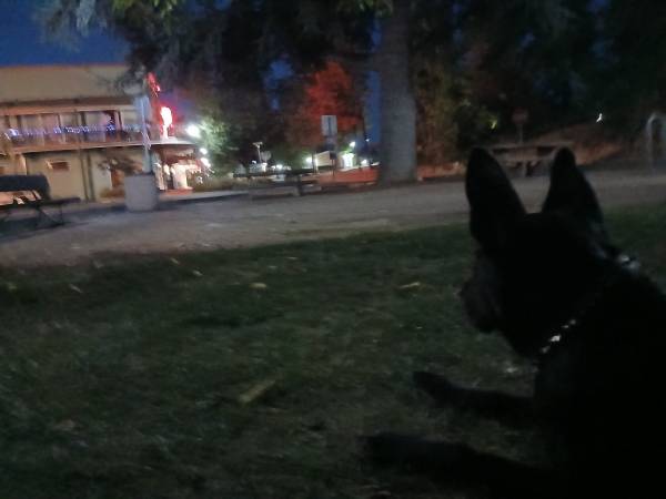 Lost Dog in Colfax