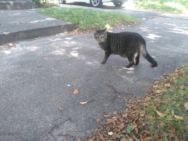 Found Cat in Grand Rapids