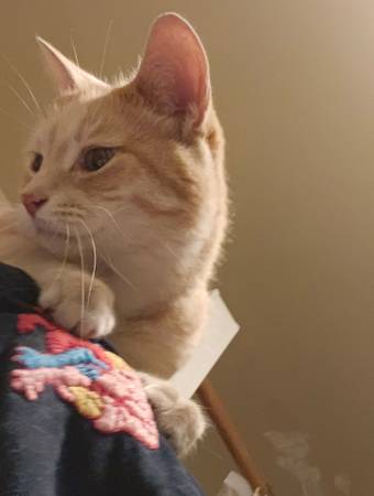 Found Cat in Grand Rapids