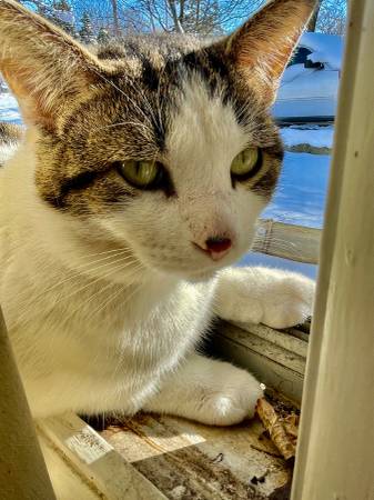 Lost cat