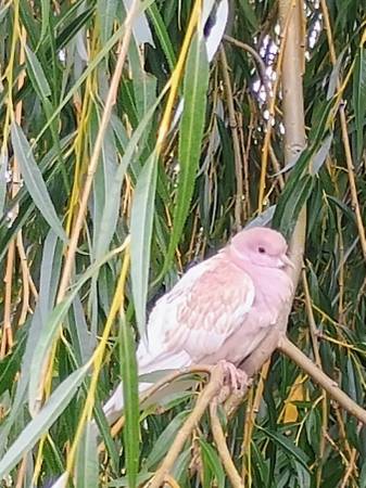 Found bird