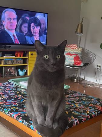 Lost cat