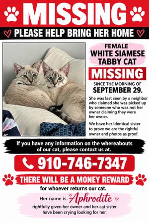 Lost Cat in Asheboro