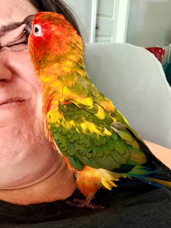 Lost Bird in Burlington