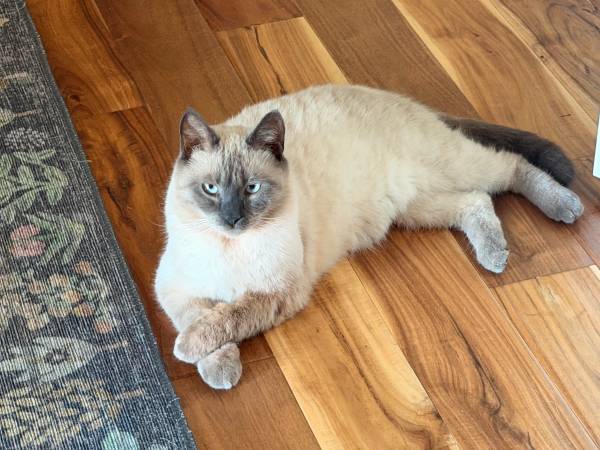 Lost Cat in Moore