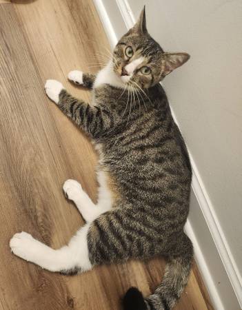 Found Cat in Mauldin