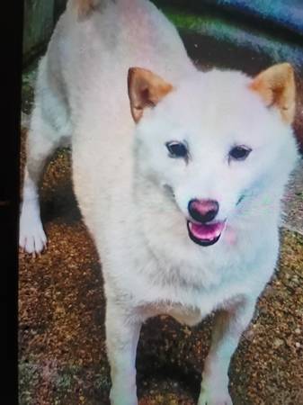 Lost Dog in Harrisburg