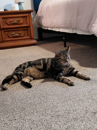 Lost cat