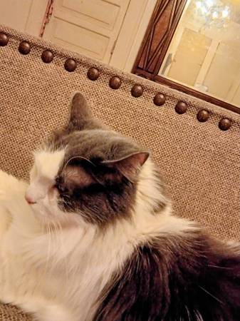 Lost Cat in Lenoir