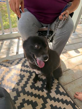 Found Dog in Granite Falls