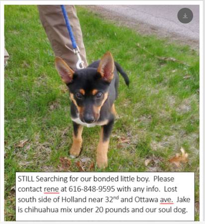 Lost dog