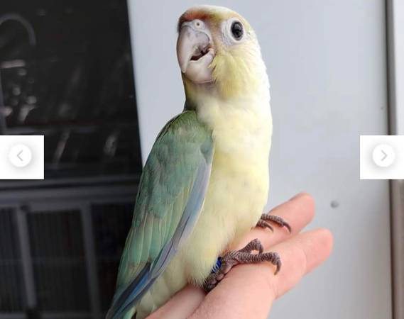 Lost Bird in Lower Newtown
