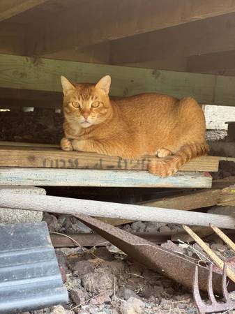 Lost cat