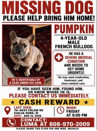Lost dog