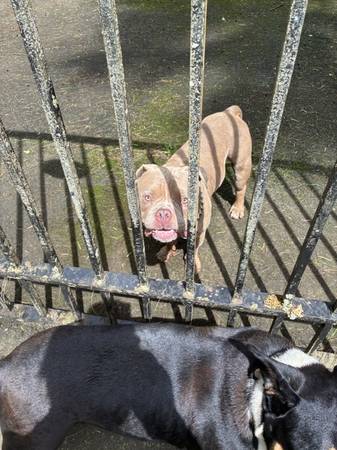 Found dog