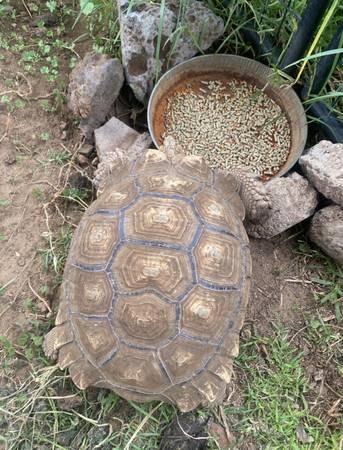 Lost pet