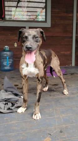 Lost Dog in Mountain View