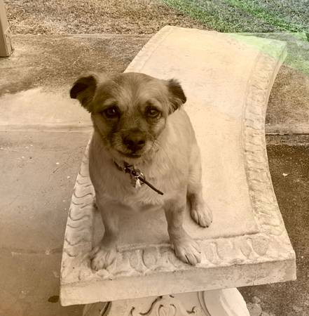 Lost Dog in Haiku