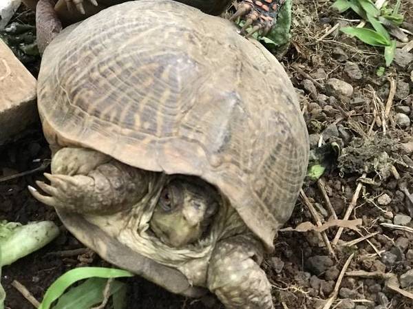 Lost Turtle in Honokaa