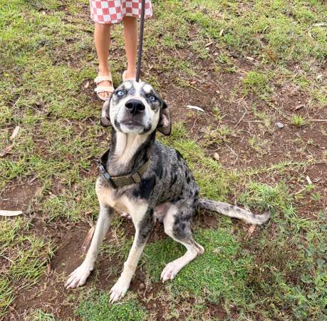 Found dog