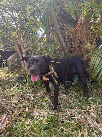 Found dog