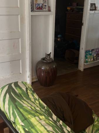 Lost Cat in Lowe'S Parking Lot