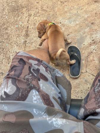 Lost dog