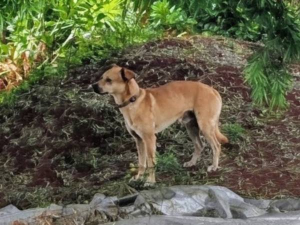 Found dog