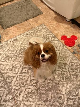 Lost dog