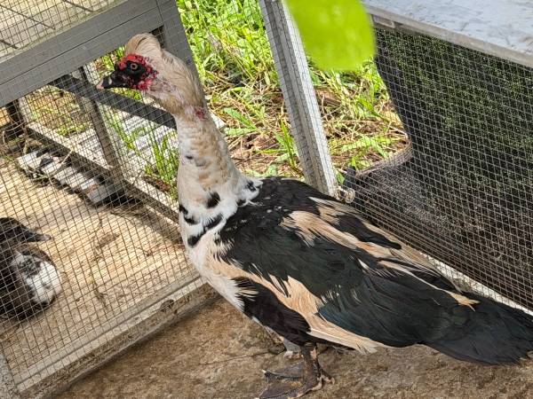 Found bird