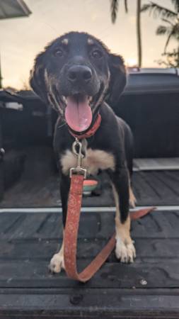 Found dog