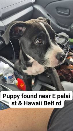 Found dog