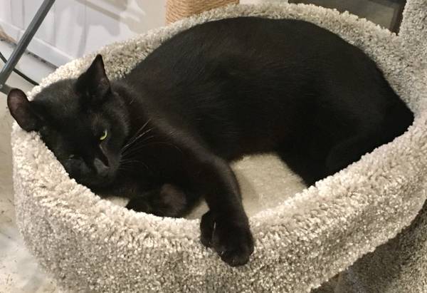 Lost Cat in Wailua Homesteads