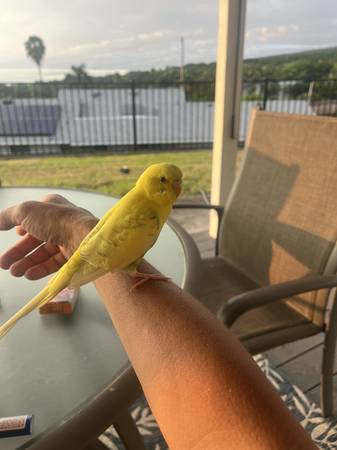 Found bird
