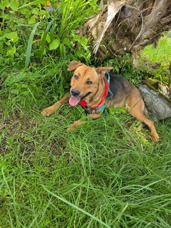 Lost dog