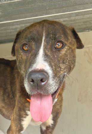 Found dog