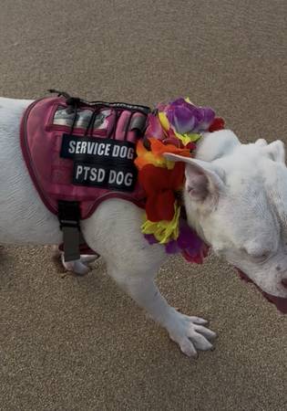 Lost Dog Harness in Paia