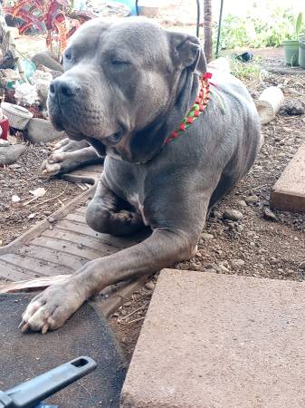 Lost dog