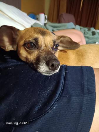 Lost pet