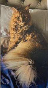 Lost Cat in Texas City