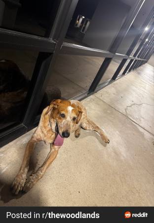 Found Dog in Spring