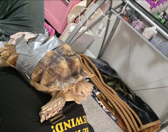 Lost Tortoise in Pasadena